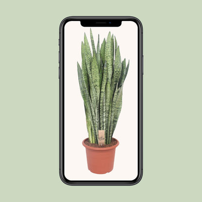 Sansevieria Zeylanica – Pflegeleichte Schwiegermutterzunge Ø30cm