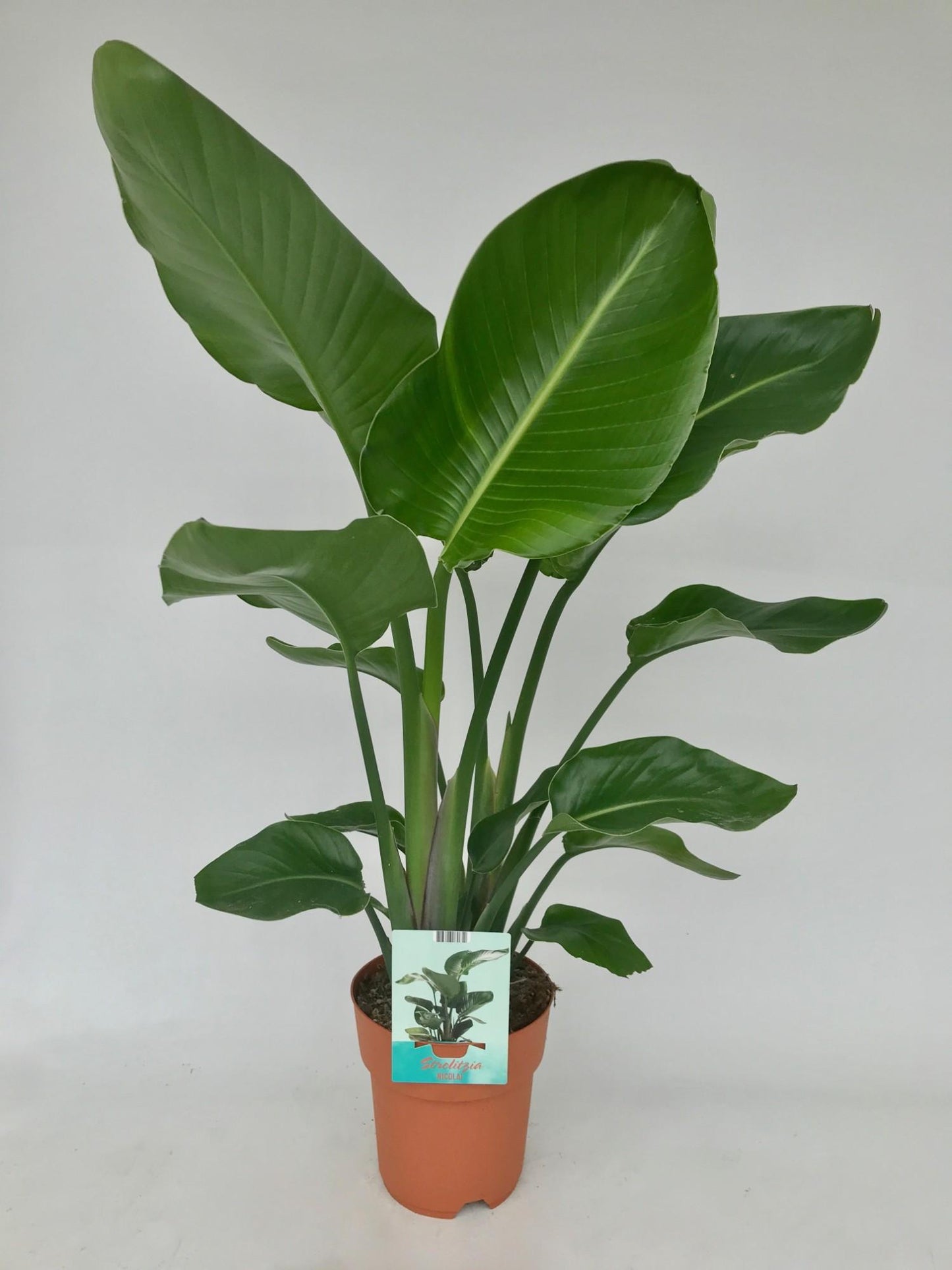 Strelitzia Nicolai – Exotische, pflegeleichte Zimmerpflanze Ø19cm, 95cm hoch