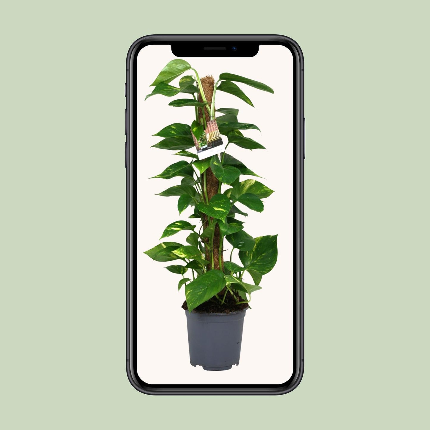 Efeutute (Scindapsus) – Pflegeleichte Zimmerpflanze 80 cm