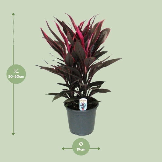 Keulenlilie 'Tango Toef' – Pflegeleichte exotische Zimmerpflanze 55 cm