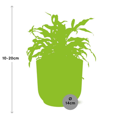 Känguru-Farn (Microsorum diversifolium) in ELHO Vibes Fold Gelb 14cm