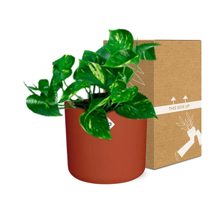 Epipremnum Pinnatum ‘Aureum’ in ELHO b.for soft rond 14cm brique