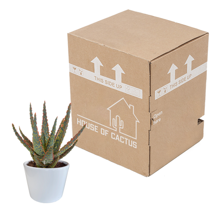 Aloe zebrina Dannyz 10,5 cm im weißen Topf