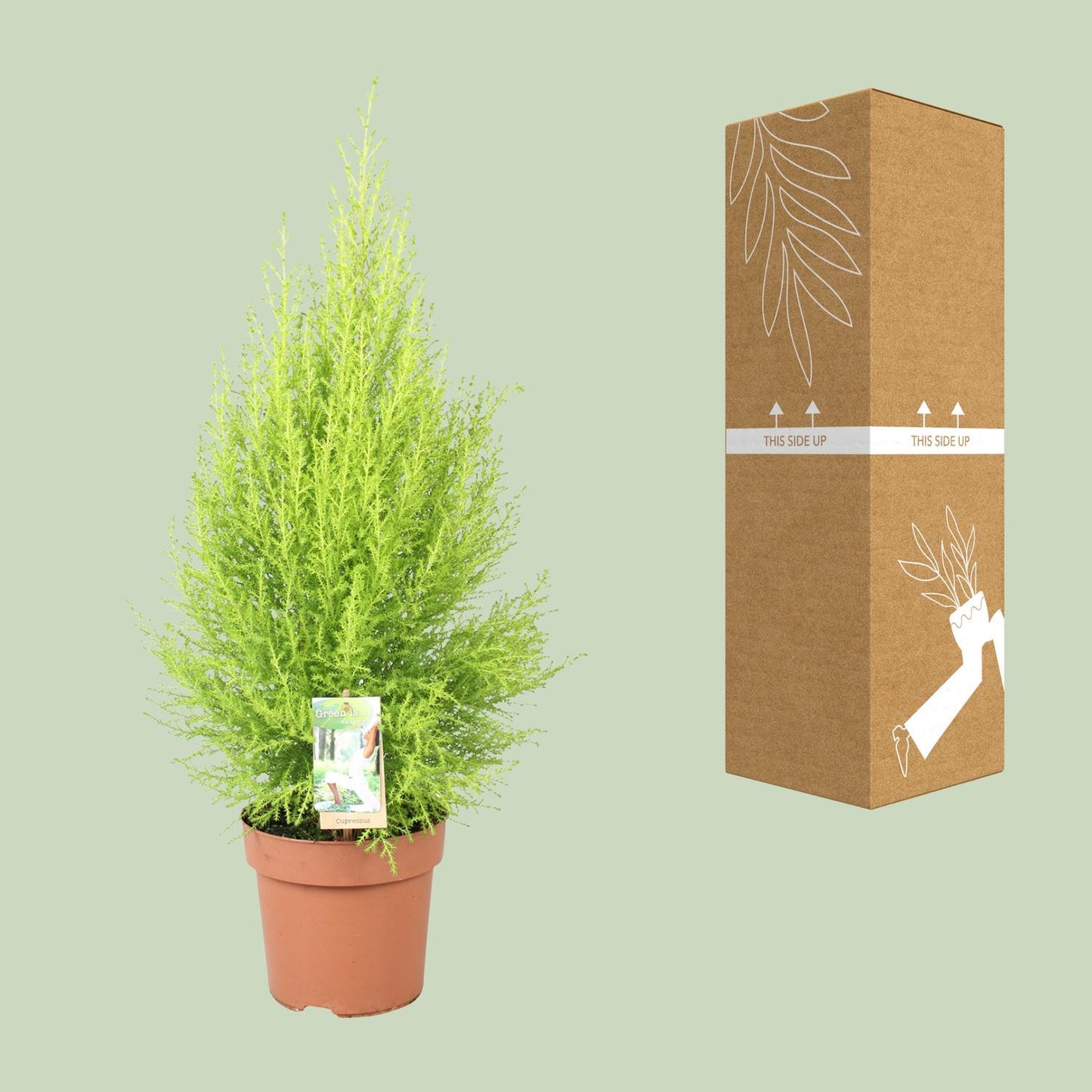 Cupressus Goldcrest Wilma – Pflegeleichte Zeder Ø17cm