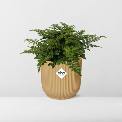 Asplenium Parvati – Pflegeleichte luftreinigende Zimmerpflanze im ELHO Vibes Fold Topf 14cm Gelb