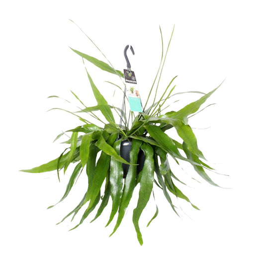 Epiphyllum Pumilum – Fishbone Kaktus Ø17cm, 30cm hoch
