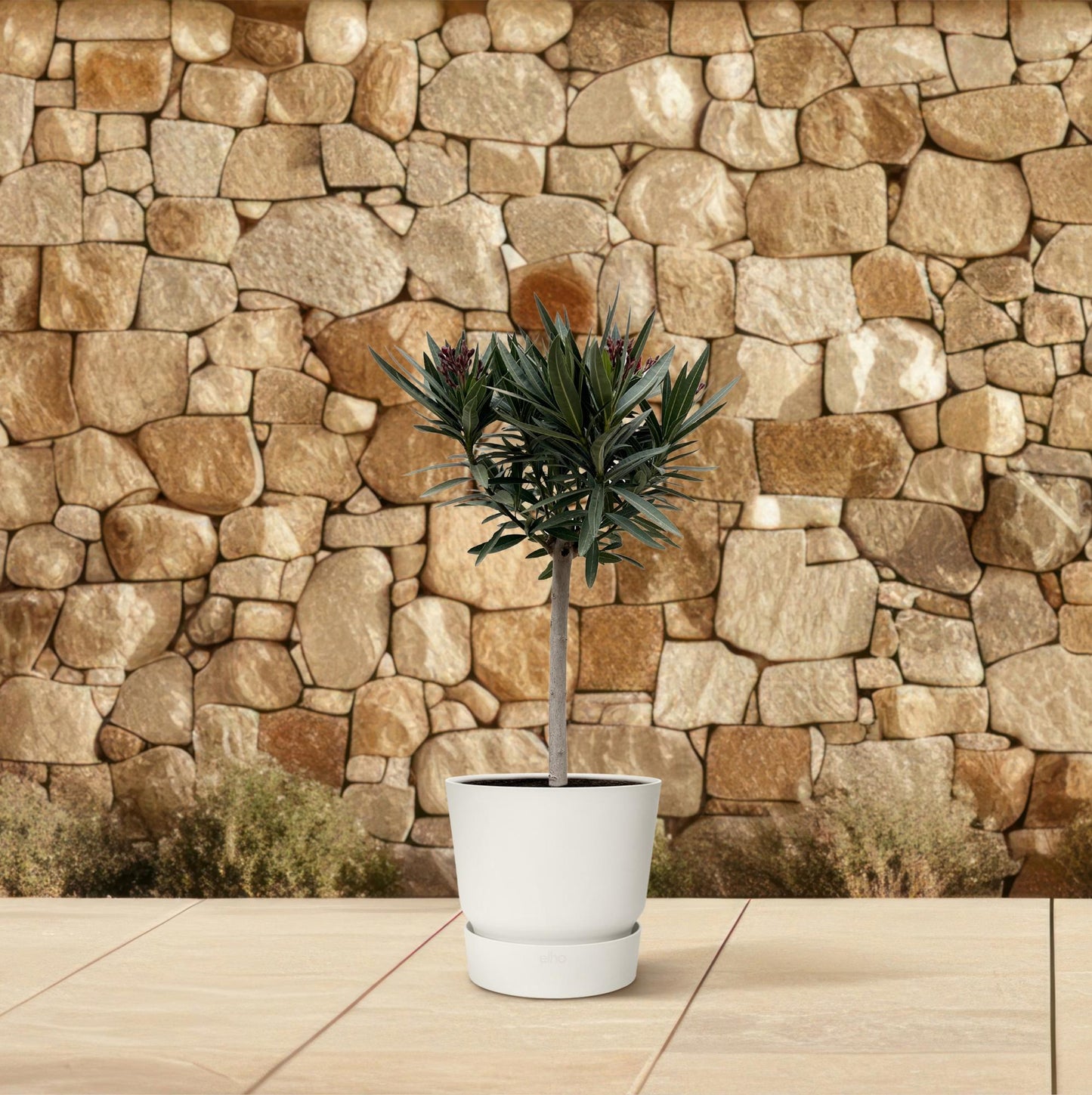 Nerium Oleander op stam mit roten Blüten – 90 cm
