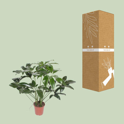 Philodendron Green Wonder – Pflegeleichte Zimmerpflanze 90 cm