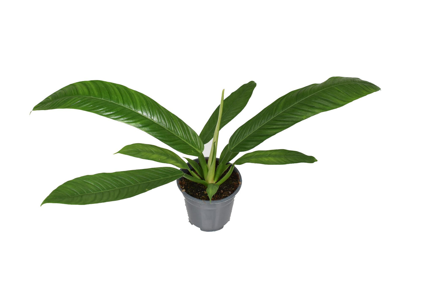 Philodendron Campiii – pflegeleichte Zimmerpflanze Ø14cm