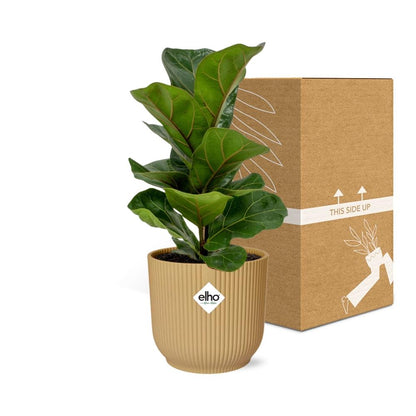 Ficus Lyrata ‘Bambino’ – Pflegeleichte Zimmerpflanze im ELHO Vibes Fold Topf