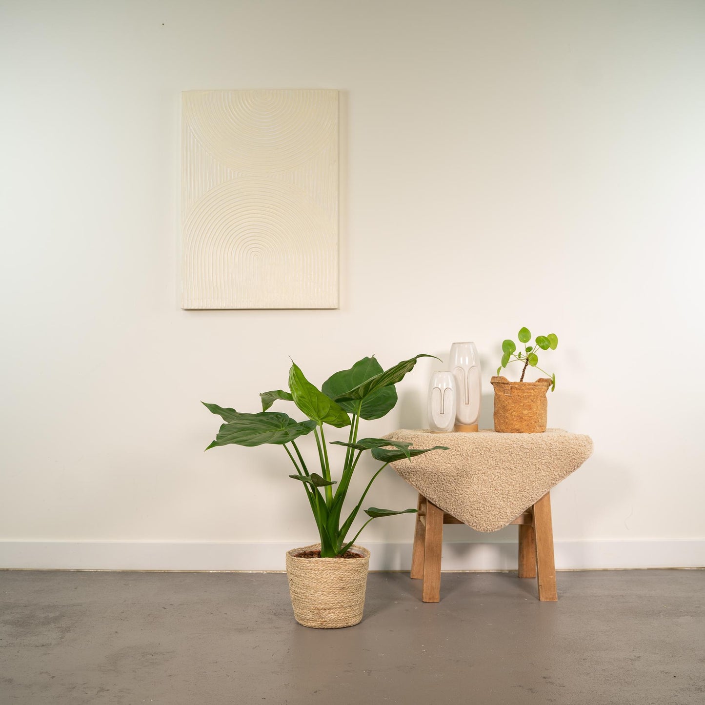 Alocasia Cucullata Ø19cm mit Korb Selin – Tropisches Design & Luftreinigung