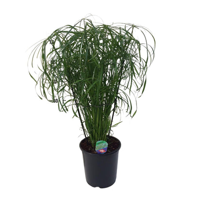 Cyperus Alternifolius – Pflegeleichtes Schirmgras Ø21cm