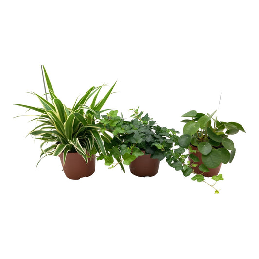 Grünpflanzen-Mix 3er Set – Pflegeleichte Zimmerpflanzen Ø13cm