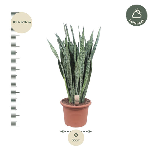 Sansevieria Zeylenica – Pflegeleichte Zimmerpflanze 110 cm