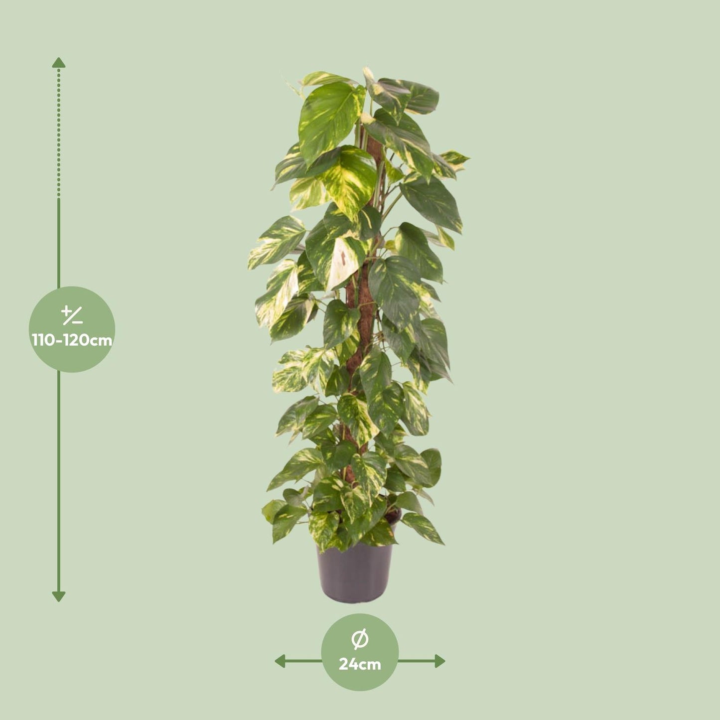 Epipremnum Pinnatum – Goldener Efeu Ø24cm, 120cm hoch
