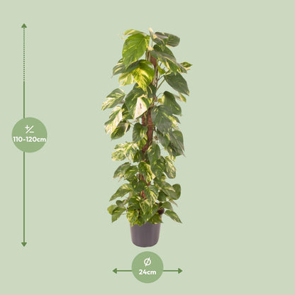 Epipremnum Pinnatum – Goldener Efeu Ø24cm, 120cm hoch