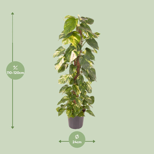 Epipremnum Pinnatum – Goldener Efeu Ø24cm, 120cm hoch