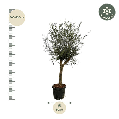 Olea Lorc – Eleganter Olivenbaum 200 cm Ø45 cm