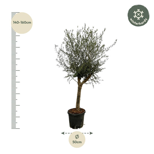 Olea Lorc – Eleganter Olivenbaum 200 cm Ø45 cm