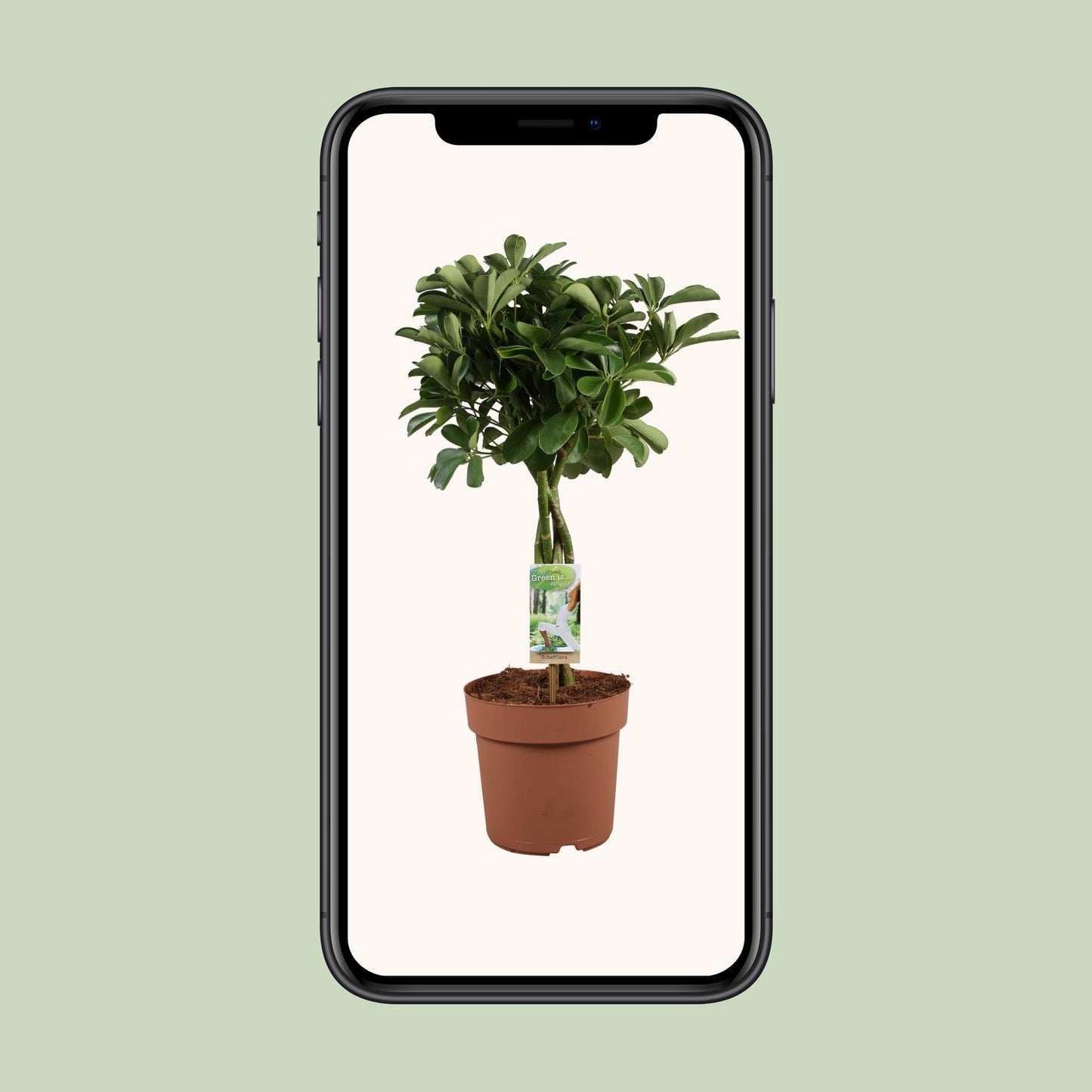 Schefflera Arboricola Nora – pflegeleichte Zimmerpflanze Ø21cm
