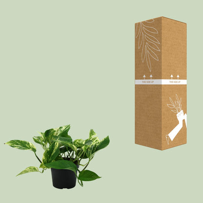 Epipremnum Marble Queen – Pflegeleichte Zimmerpflanze Ø12cm
