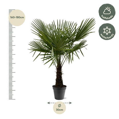 Trachycarpus Fortuneii Palme – Robust & Pflegeleicht, 160-180 cm