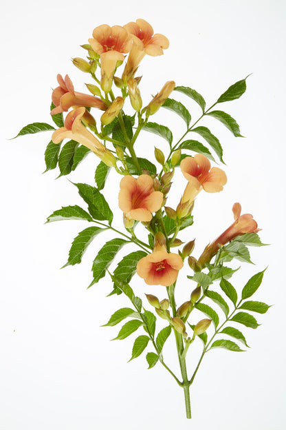 2x Campsis 'Indian Summer' - Trompetenblume Ø15cm, ca. 65cm