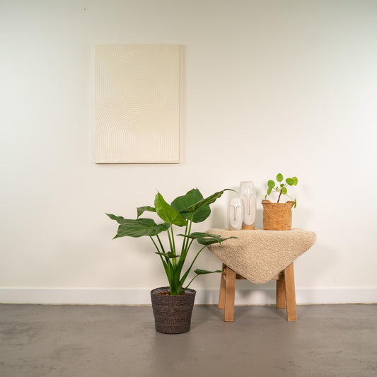 Alocasia Cucullata im Korb Ø19cm, ca. 65cm hoch