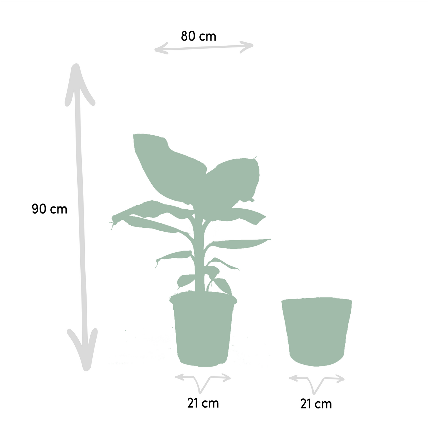 Zimmerpflanzen-Set: Monstera, Alocasia & Strelitzia im Korb