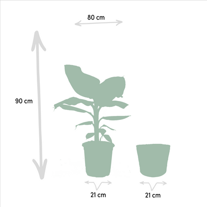 Zimmerpflanzen-Set: Monstera, Alocasia & Strelitzia im Korb