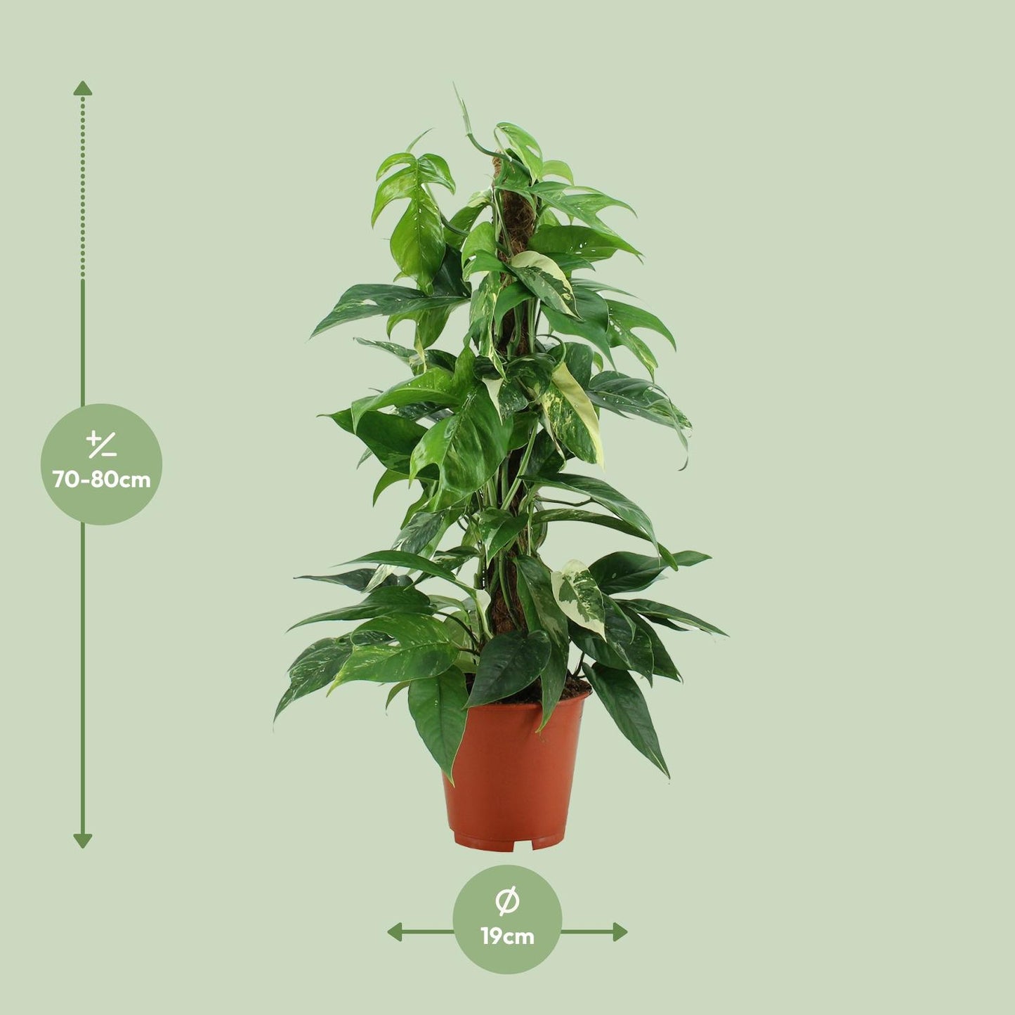Epipremnum Pinnatum Variegata – Goldener Efeu Ø19cm