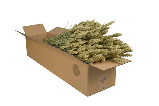 Getrocknete Weizenblumen (Triticum) – 4 Gebüsche, ca. 60 cm
