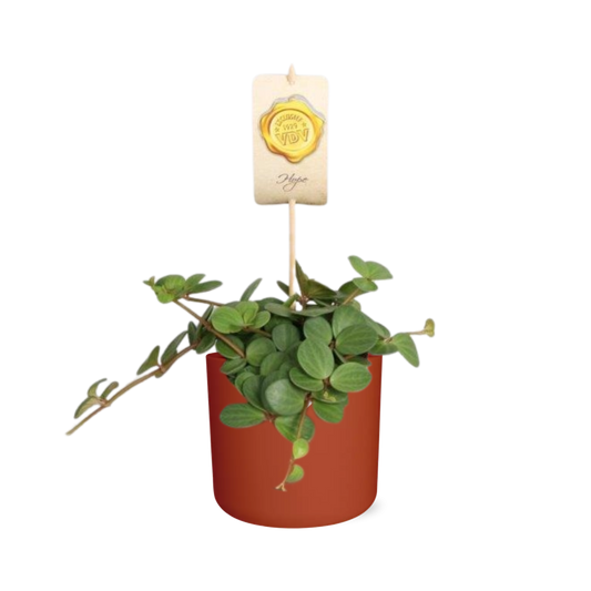 Peperomia ‘Hope’ – pflegeleichte Zimmerpflanze 14 cm
