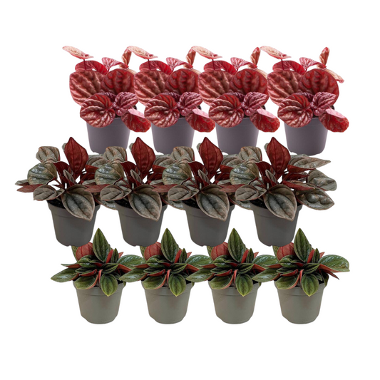12x Peperomia Mix – Pflegeleichte Zimmerpflanzen