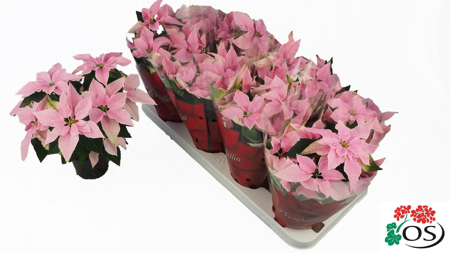 Euphorbia Princettia Vertakt Pink – Pflegeleichte Trendpflanze Ø10,5cm