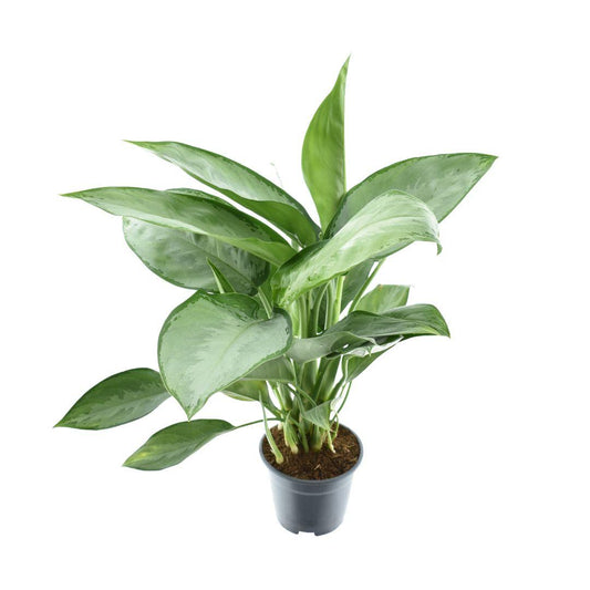 Aglaonema Silverado – Silbergrüne pflegeleichte Zimmerpflanze Ø14cm