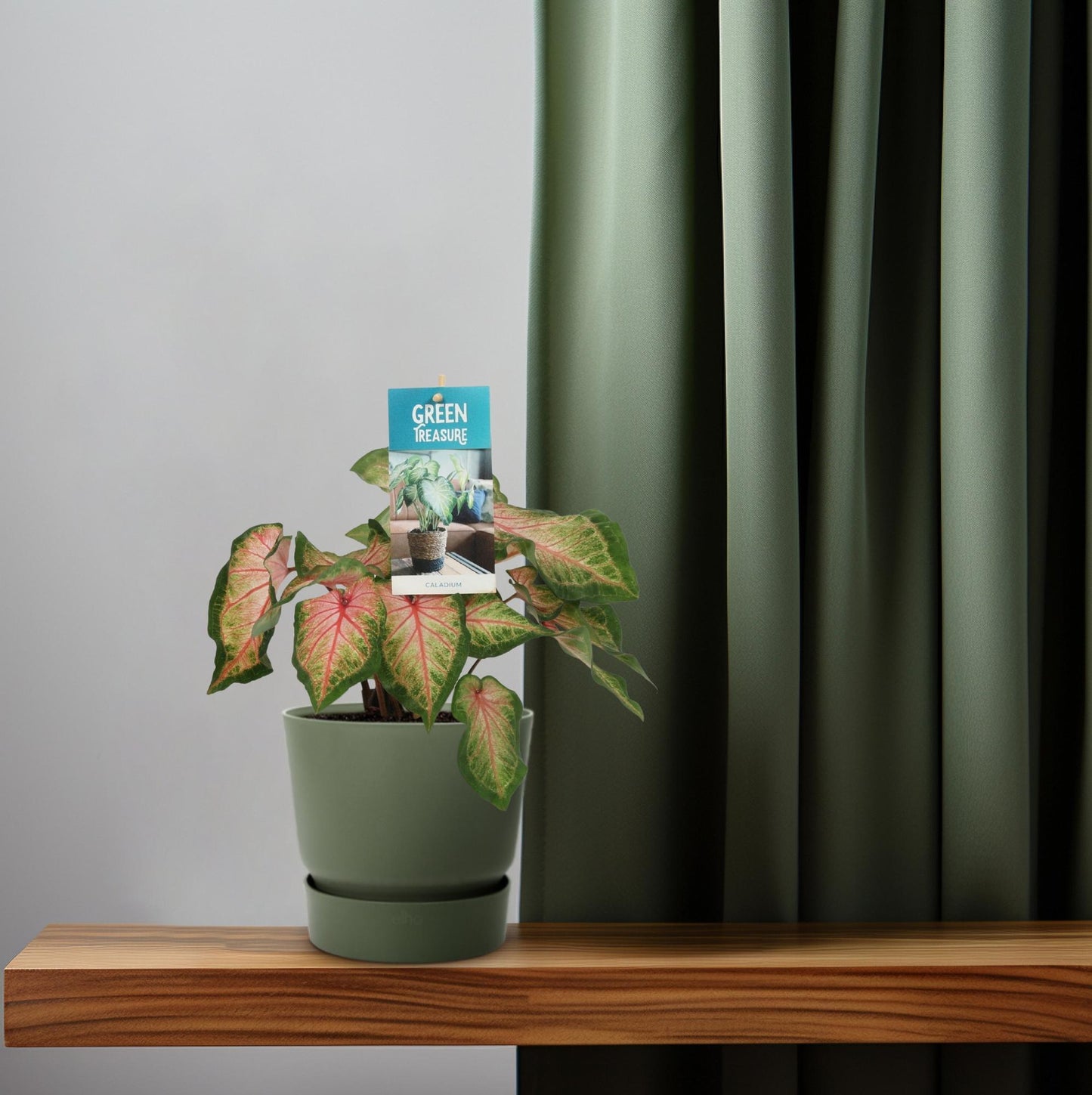Caladium Roze – Pflegeleichte Engelstrompete Ø12cm, 35cm hoch
