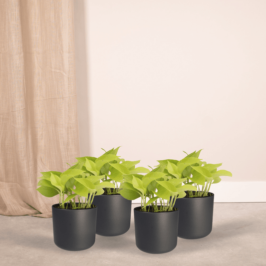 Epipremnum Golden Pothos – 4er Set Ø12cm, ca. 15cm hoch