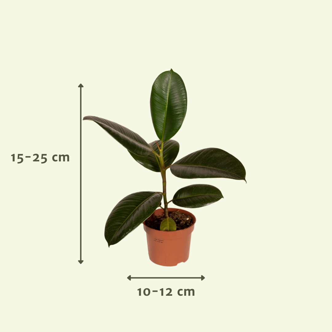 Außenseiterbox – 8 pflegeleichte Pflanzen Ø12cm