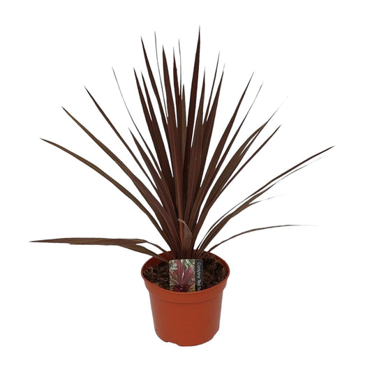 Cordyline Australis Red Star – Tropische Zimmerpflanze Ø17cm