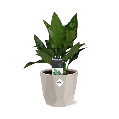 Aglaonema Maria in ELHO b.for rock 14 cm warm grey – Pflegeleichte Zimmerpflanze