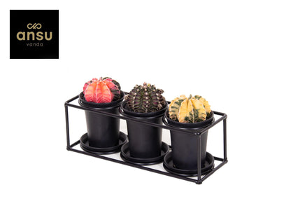 Cactus Trio im Design Frame – Ø25cm