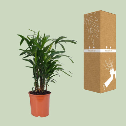 Rhapis Excelsa – Lady-Palme Ø21cm, 80cm hoch