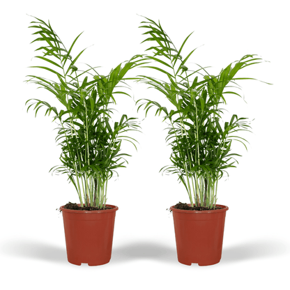 Chamaedorea Elegans – Mexikanische Bergpalme 2er-Set Ø17cm