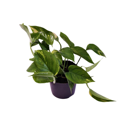 Scindapsus Aureum – Pflegeleichte Zimmerpflanze Ø12cm