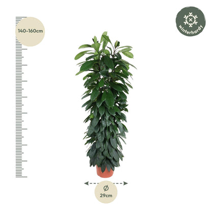 Ficus Cyatistipula – Elegante pflegeleichte Zimmerpflanze 150 cm