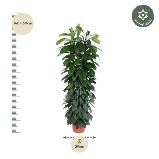 Ficus Cyatistipula – Elegante pflegeleichte Zimmerpflanze 150 cm