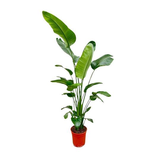 Strelitzia Nicolai – Weißer Paradiesvogel 180-190 cm