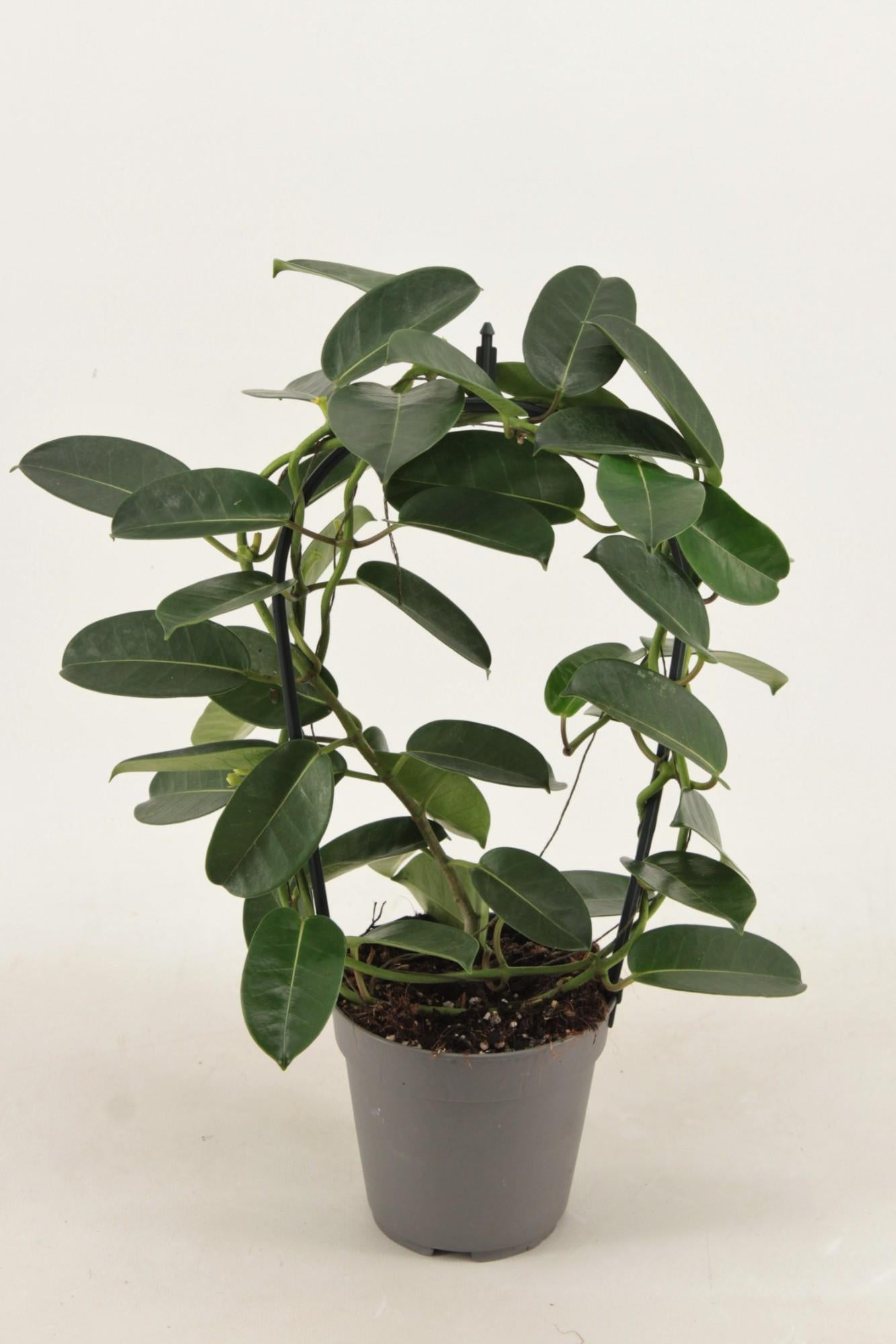 Stephanotis Evergreen – Pflegeleichte und elegante Zimmerpflanze