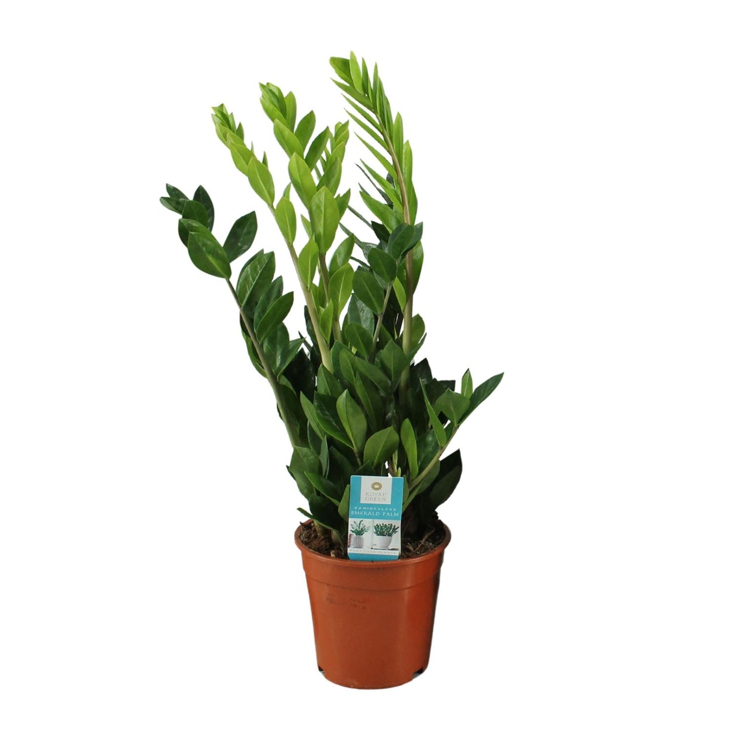 Zamioculcas Zamiifolia – Pflegeleichte Zimmerpflanze Ø17cm